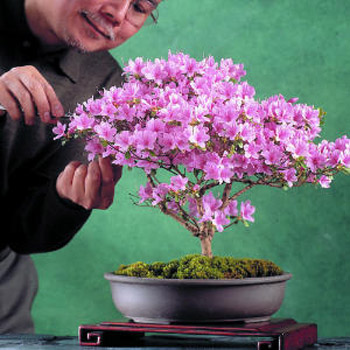 Azalea Bonsai