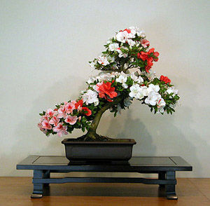 Azalea Bonsai